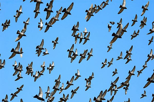 Greme’s pigeon houses (dovecotes) being invigorated