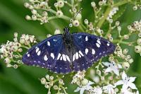 Limenitis reducta