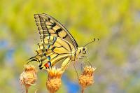 Papilio machaon