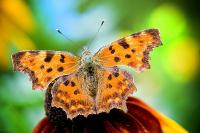 Polygonia c-album