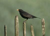 Blackbird