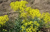 Isatis tinctoria
Photo: Osman Yksel