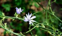 Cichorium intybis