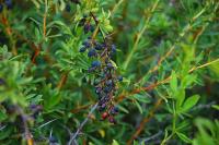 Berberis vulgaris