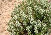 Thymus cappadocicus
Photo: Osman Yksel