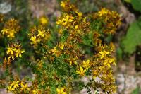 Hypericum calycinum