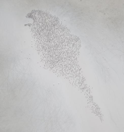 Kuruyan Tuz Gölündeki flamingoların sayısı önemli ölçüde azaldı
