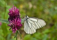 Aporia crataegi