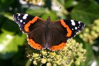 Vanessa atalanta