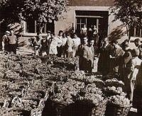 Tekel Şarap Fabrikası Üzüm Alımı 1965/Tekel Wine Factory-wine buying