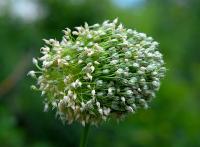 Nevşehir yabani sarımsağı (Allium nevsehirense)