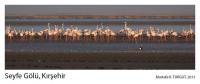 Seyfe gölünde flamingolar