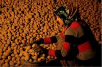 Patates ambarında çalışan kadın-Kavak